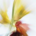 Lilien