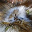 Splash