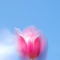 Tulpe